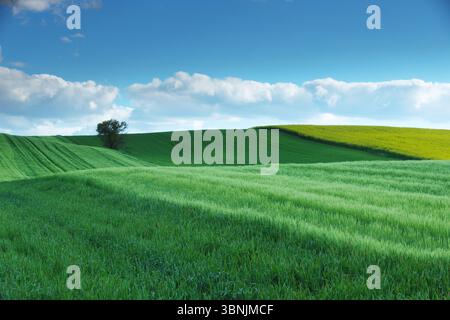 Vibrant green fields stretch across rolling hills under a vast blue sky, with fluffy white clouds dotting the horizon. A single tree adds contrast to Stock Photo