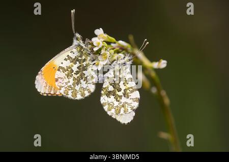 Two orange-tip butterflies gracefully perch on small white flowers, showcasing the intricate patterns on their wings, captured through this exquisite Stock Photo