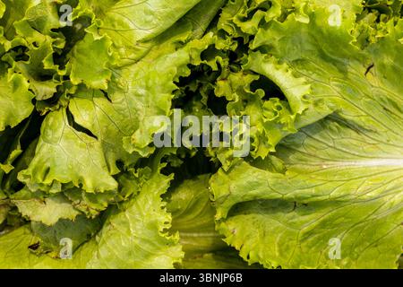 Close-up of fresh lettuce leaves highlighting their vibrant green color and intricate texture. Ideal as a background for healthy food-related themes a Stock Photo