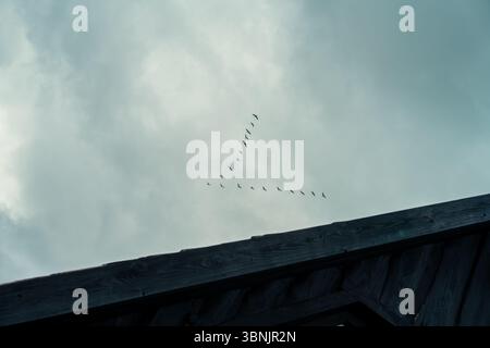 A flock of birds fly in a distinct V-formation across a cloudy sky, creating a captivating scene of natural harmony and movement. A wooden structure i Stock Photo