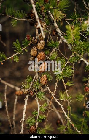 Close-up of a larch tree branch displaying vibrant green needles and clusters of brown pine cones, showcasing the natural beauty and texture of the fo Stock Photo