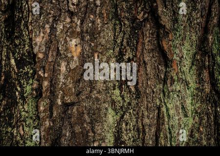 Close up view of a textured tree bark background, showcasing intricate patterns and natural hues with subtle green moss details, offering an earthy, o Stock Photo