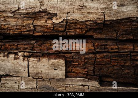 Close up of textured wooden bark showcasing intricate patterns and natural details. The rich brown tones and cracks create a rustic, organic backgroun Stock Photo
