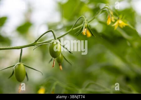 Close up of fresh green tomatoes on a vine, surrounded by lush green leaves on an organic farm. The tomatoes are not yet ripe, capturing their early g Stock Photo