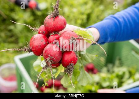 A hand holds a bunch of freshly harvested radishes, showcasing vibrant red colors and earthy roots. The scene captures sustainable farming at an organ Stock Photo