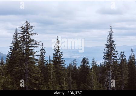 Serene mountain landscape showcasing lush pine trees against a backdrop of rolling hills and cloudy sky, capturing the tranquil beauty of nature durin Stock Photo