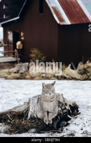 A gray cat sits atop a tree stump, its fur contrasting against the snowy landscape of a rustic mountain setting. A wooden cabin stands in the backgrou Stock Photo