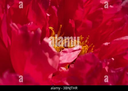 A stunning close up of a vibrant pink peony flower, showcasing its delicate petals and contrasting bright yellow center, highlighted by soft natural l Stock Photo
