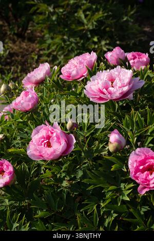Gorgeous pink peonies in full bloom, surrounded by lush green foliage. Sunlit scene captures the vibrant petals and natural beauty of these exquisite Stock Photo