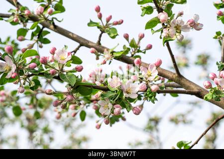 Beautiful pink and white apple blossoms adorn a tree in full bloom, set against a clear sky. This vibrant spring scene captures the essence of nature' Stock Photo