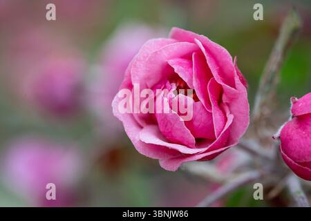 A beautiful apple tree is adorned with vibrant pink blossoms, symbolizing the essence of spring. Ideal for garden lovers and desktop wallpaper enthusi Stock Photo