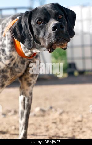 A German short haired pointer with a distinctive spotted coat stands alertly on a farm. The dog appears curious and attentive in the sunlit outdoor se Stock Photo