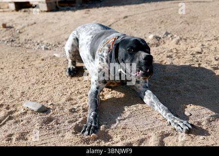 A German short haired pointer lies comfortably on a sandy farm surface, showcasing its unique spotted coat and attentive expression in a rustic outdoo Stock Photo