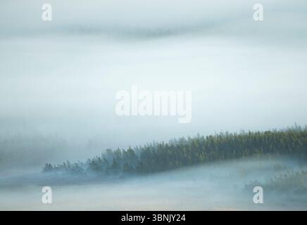 A serene view of a dense forest in Glencoe, Scotland, enveloped in a thick, soft mist during an early morning. The tops of evergreen trees slightly em Stock Photo