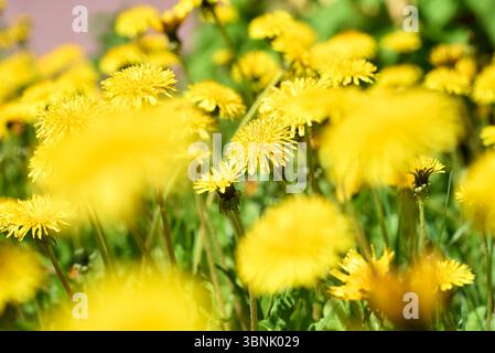 A cluster of vivid yellow dandelions basking in the sunshine captures the essence of spring. The vibrant blooms stand out against lush green foliage, Stock Photo