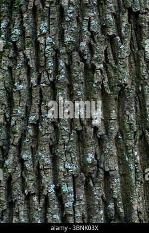 Detailed close-up of rugged tree bark covered with patches of lichen, highlighting the natural texture and unique patterns found in nature during the Stock Photo