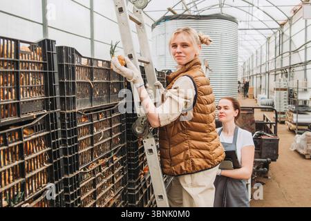 Two greenhouse workers engaging in industrial cultivation. One worker stands on a ladder handling produce, while the other supervises, illustrating te Stock Photo