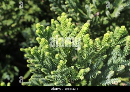 Close up of leaves on a hoop pine (araucaria cunninghamii) tree in a garden Stock Photo