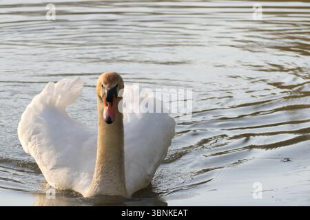 A swan swimming aggressively towards the camera with raised wings, creating ripples on the water surface. Photographed in the Biesbosch near Dordrecht Stock Photo