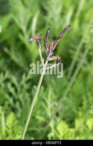 Fernleaf Lavender or Jagged Lavender, Lavandula pinnata, Lamiaceae. Madeira and Lanzarote, Canary Islands.  Lavandula pinnata (also known as fernleaf Stock Photo