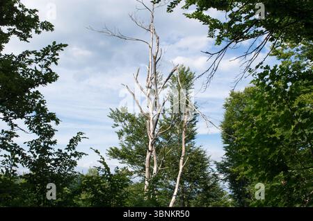 Dead tree without leaves in the maple and beech forest, environmental problem, in Croatia Stock Photo