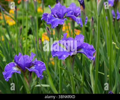 Deep violet flowers of Siberian iris Plissee. Siberian iris 'Plissée' blooming in June. UK Stock Photo