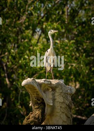 An elegant Grey Heron stands alertly atop a weathered stone sculpture within Barcelona's Parc de la Ciutadella. Stock Photo
