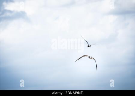 Two elegant seagulls in harmonious flight against a soft, cloudy sky, evoking a sense of freedom and natural beauty. Stock Photo