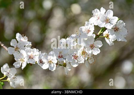 Branch of a white flowering cherry tree Prunus cerasus Stock Photo