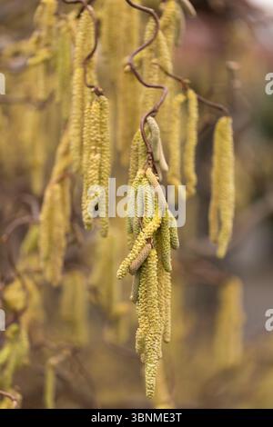 Catkins of a corkscrew hazel (Corylus avellana) in spring Stock Photo