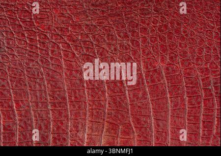 Crocodile red decorative leather texture macro close up view Stock Photo