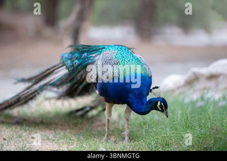 A blue and green peacock is eating grass. It has a long tail and is standing on the ground Stock Photo