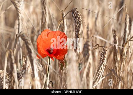 Blühender Klatschmohn mit Getreideähren, Gerste // Blooming Corn Poppy with Grain Ears, Barley - 20250702 PD18217 Credit: APA-PictureDesk/17�Թ����� Live News Stock Photo