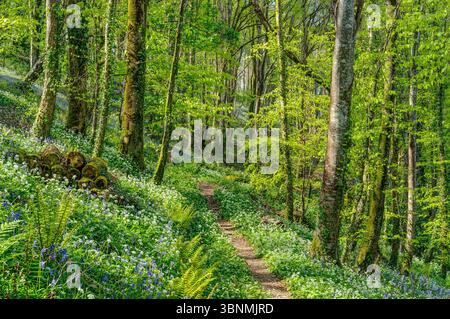 Spring is such a wonderfull tonic, the fresh greens in the trees and the wild flowers on the forest floor, Garlic, Bluebells and dappled sunshine. Stock Photo