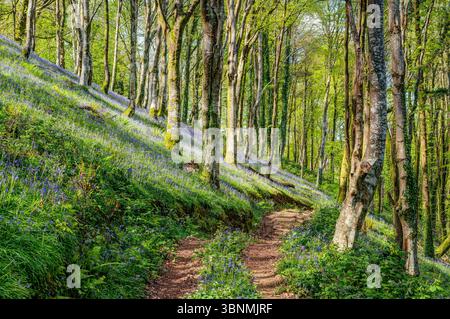 A green and blue woodland carpet in spring, Cornwall, England. A path takes you through the freshly leafed trees to the bluebells, dappled sunlight. Stock Photo