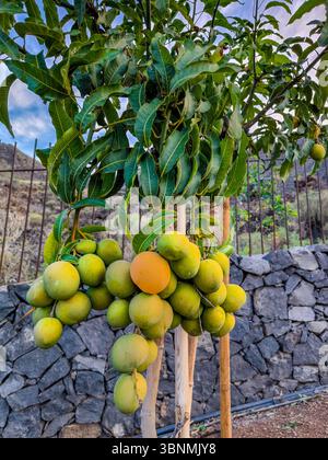 Mango tree in Tenerife Stock Photo