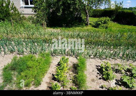 Summer garden in Lithuania Stock Photo