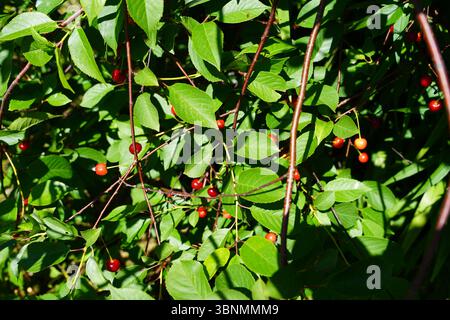 Cherrie tree Stock Photo
