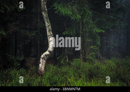 Twisted birch tree stands amid lush green ferns in a misty forest Stock Photo