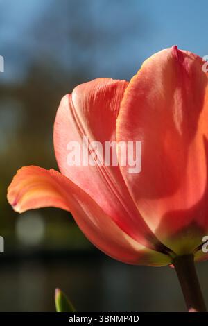 Isolated pink tulip photographed in full sunlight with a blue sky background, taken in spring in the Netherlands Stock Photo