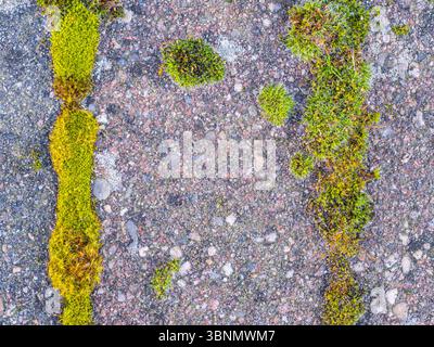 Green moss grows between brick pavers and forms a rectangular pattern Stock Photo
