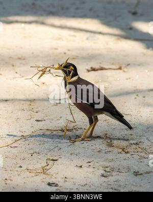Thai myna bird walking on a street surface while searching for food in ...