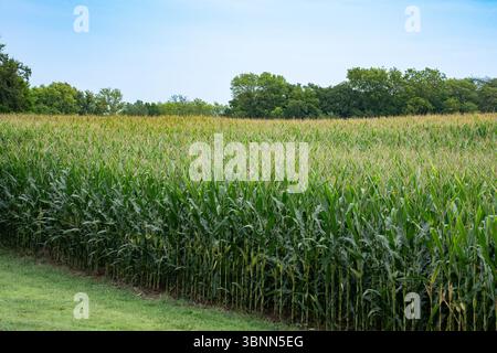 Rural farm agricultureal landscape with rows of corn Stock Photo