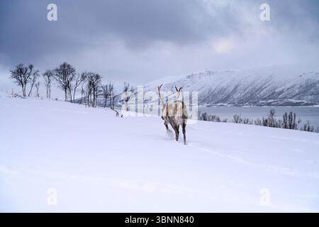 Europe, Norway, Tromsö, Reindeer in the snow Stock Photo