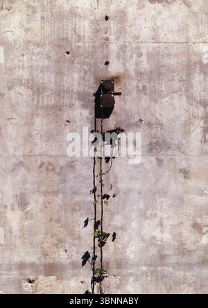 A cable with a climbing plant on an industrial concrete wall Stock Photo