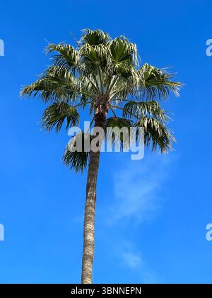 A vibrant palm tree reaches for the sky on a beautiful, sunny day. Stock Photo