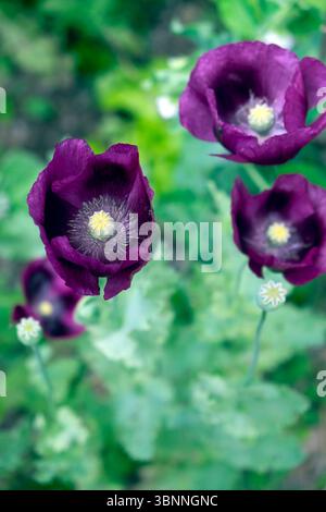 A Beautiful Mauve Poppy Stock Photo Alamy a-beautiful-mauve-poppy-stock-photo-alamy