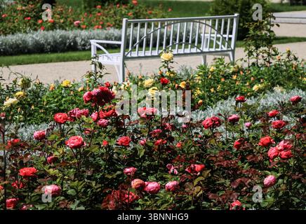 4.07.2025 Bialystok Poland.Stage roses and bench in the rose garden. Stock Photo