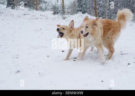Dogs playing in the snow in winter. Stock Photo