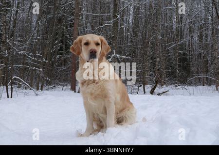 Golden retriever sitting still in the snow in winter. Stock Photo